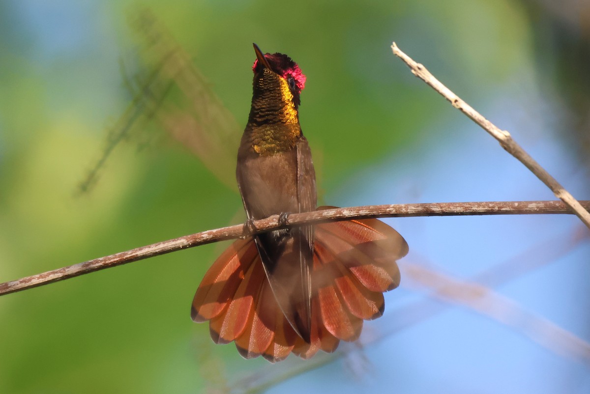 Ruby-topaz Hummingbird - ML639209124