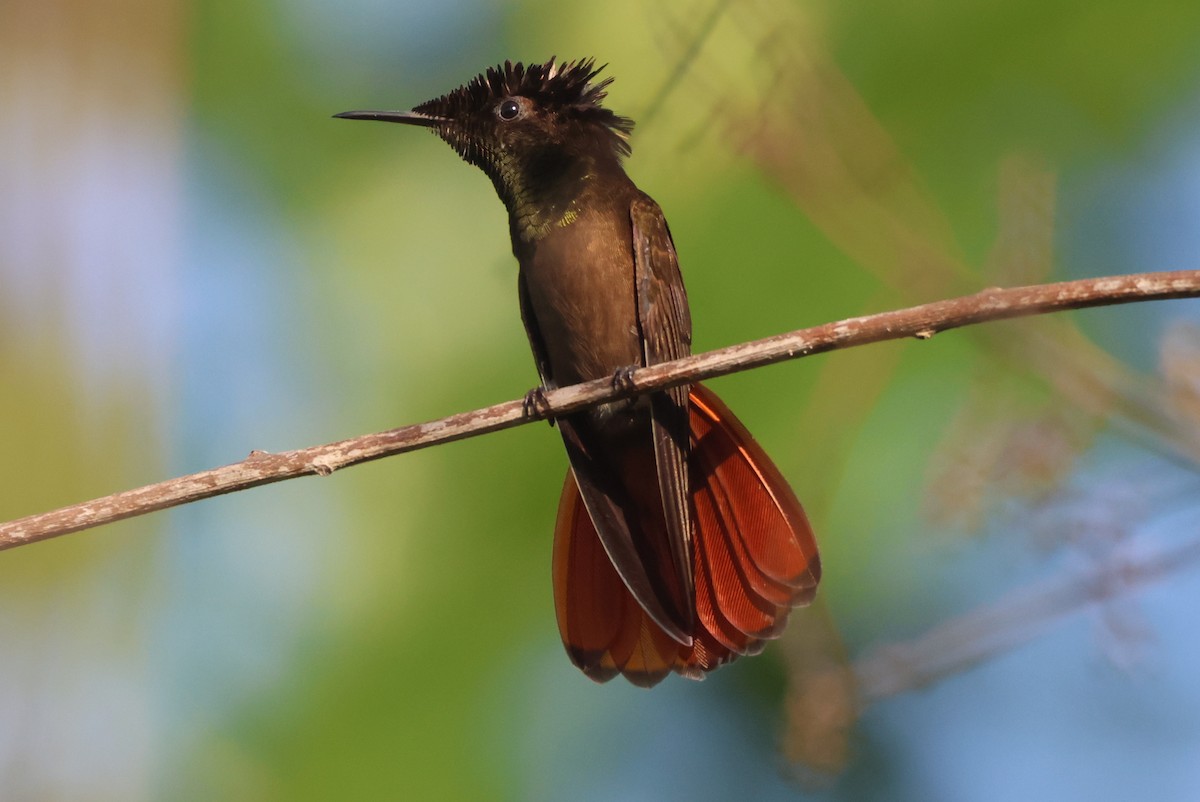 Ruby-topaz Hummingbird - ML639209125