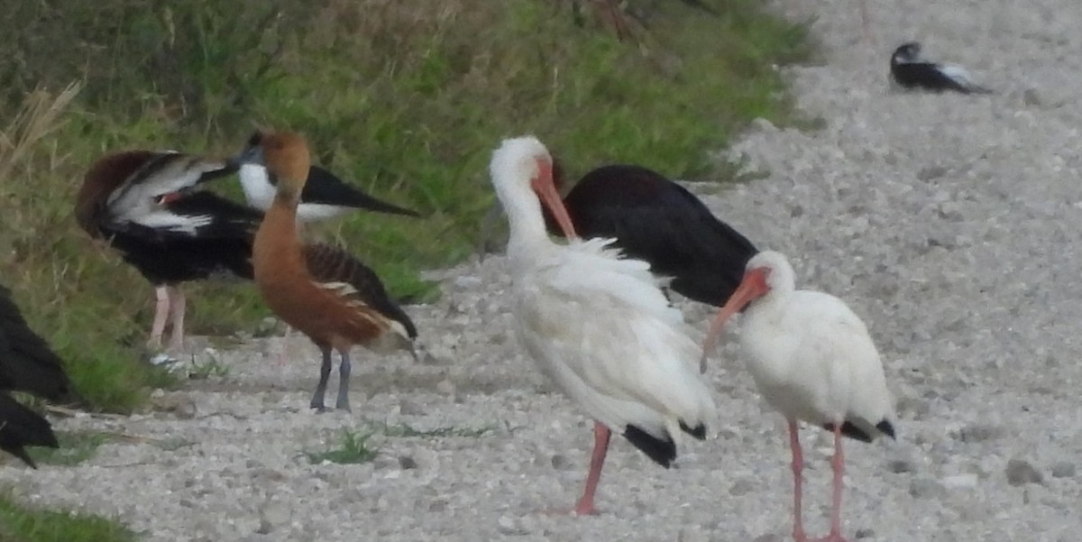 Fulvous Whistling-Duck - ML639209265