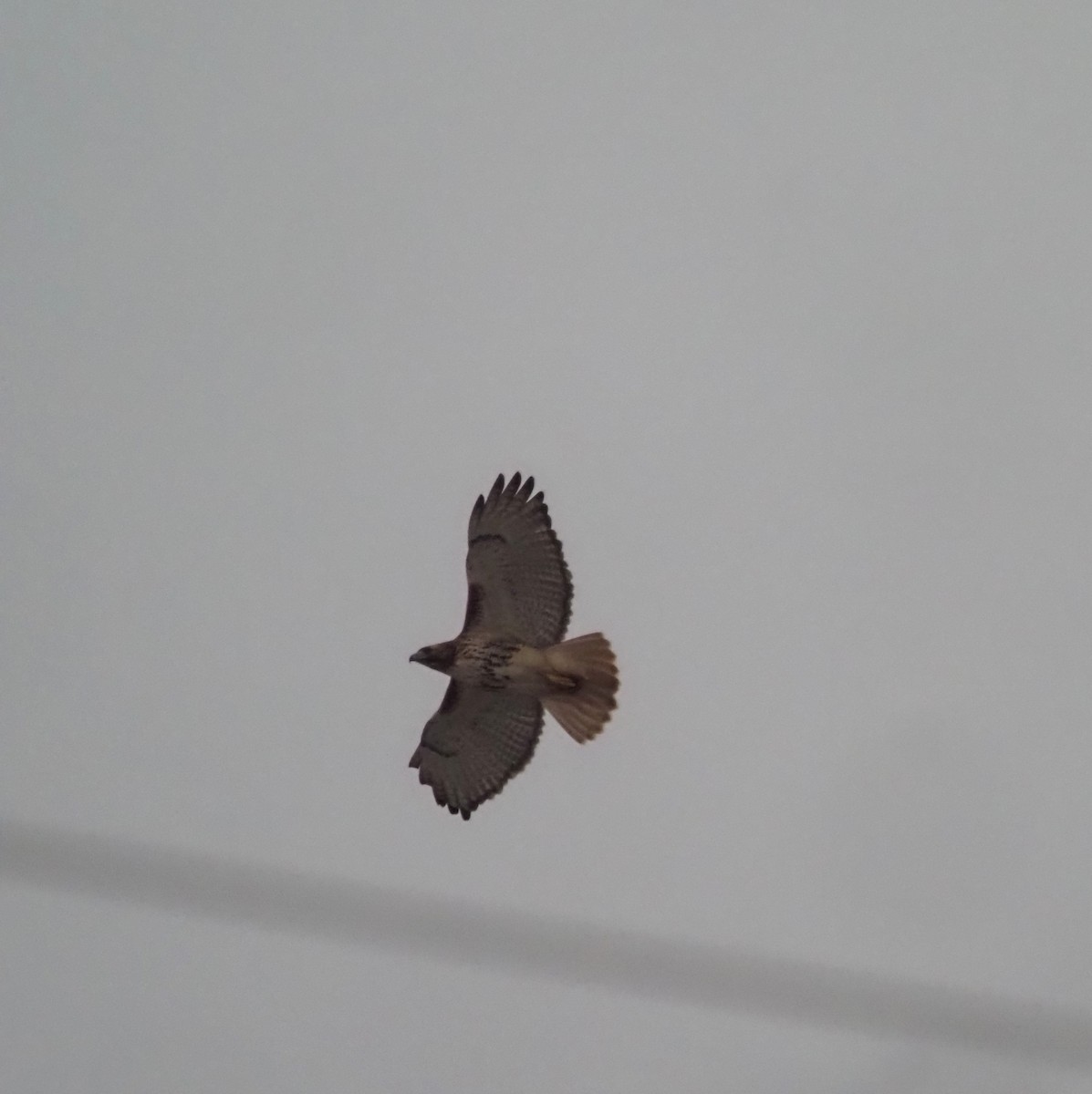 Red-tailed Hawk - ML639209362