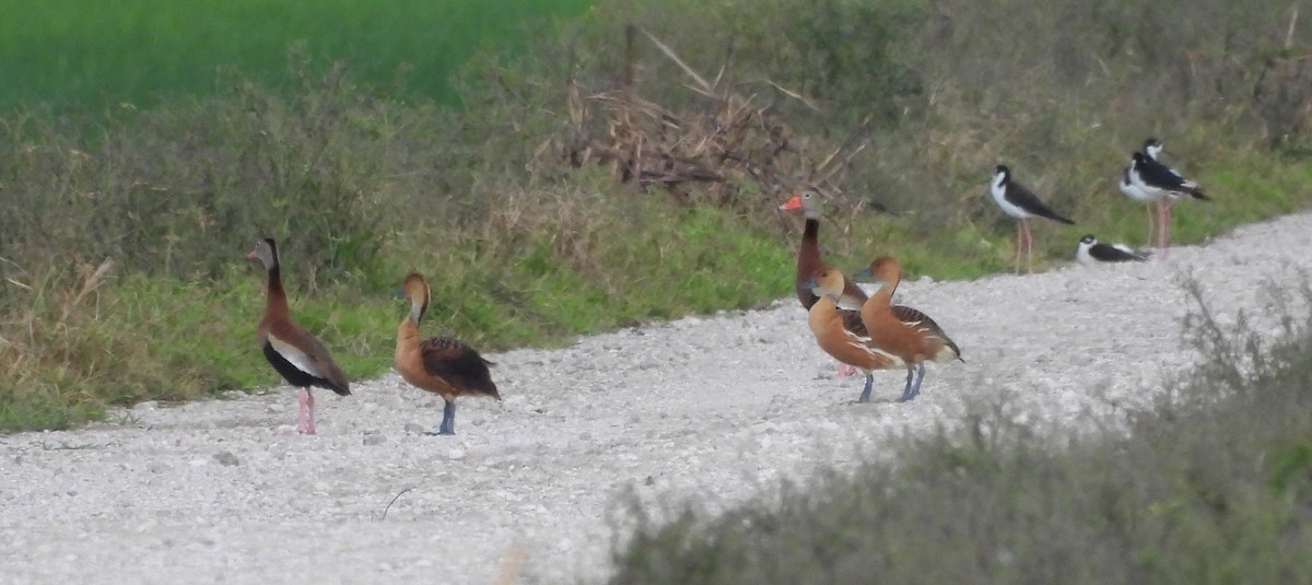 Fulvous Whistling-Duck - ML639209388