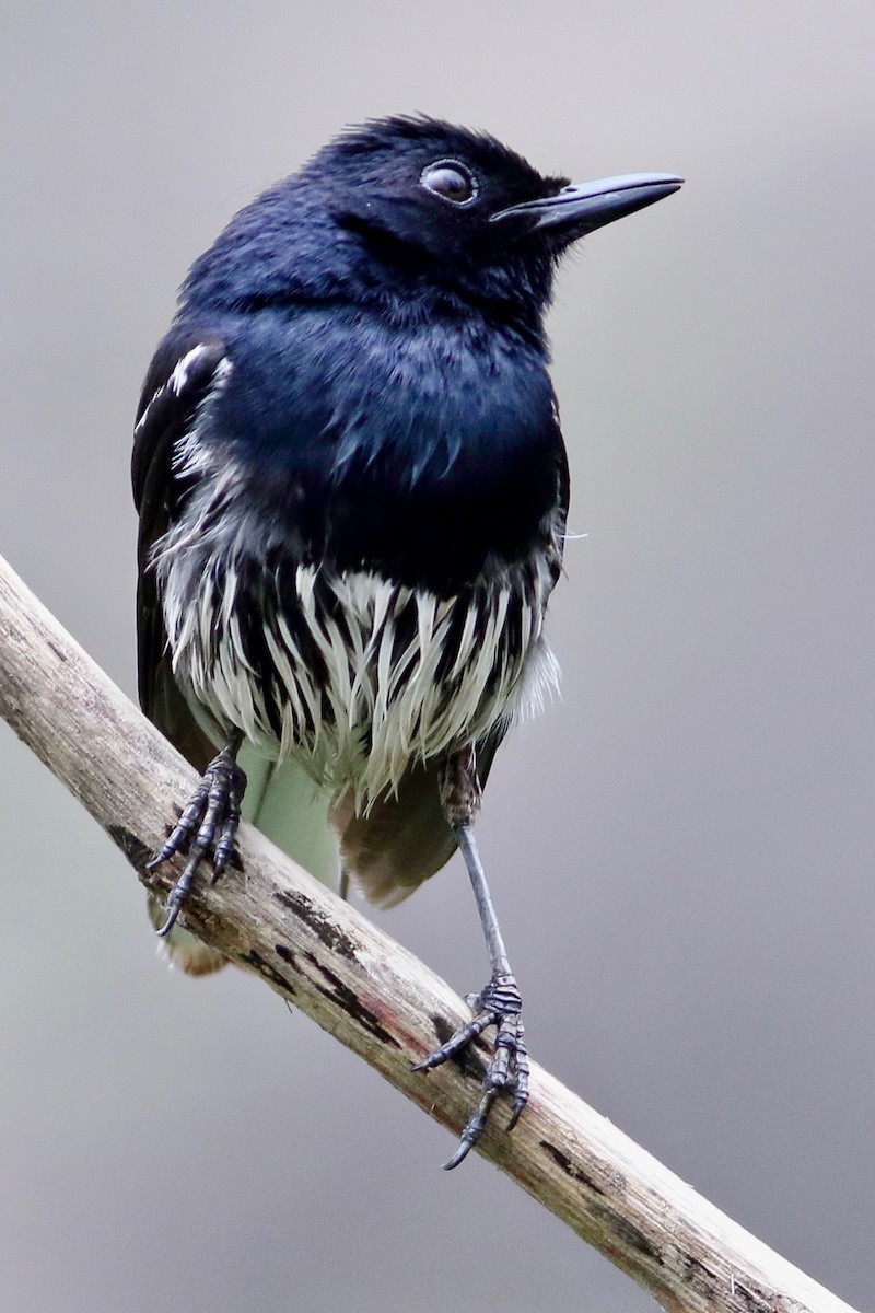 Oriental Magpie-Robin - ML639209422
