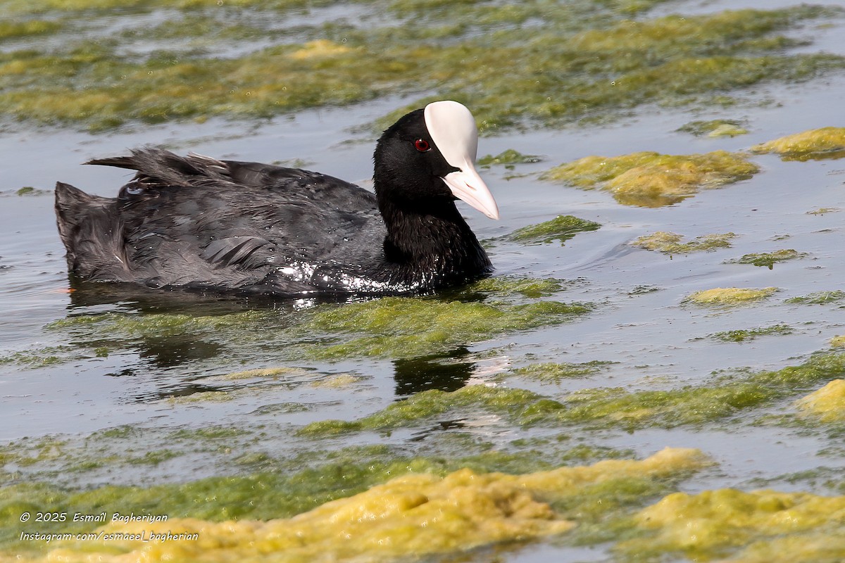 Eurasian Coot - ML639209423
