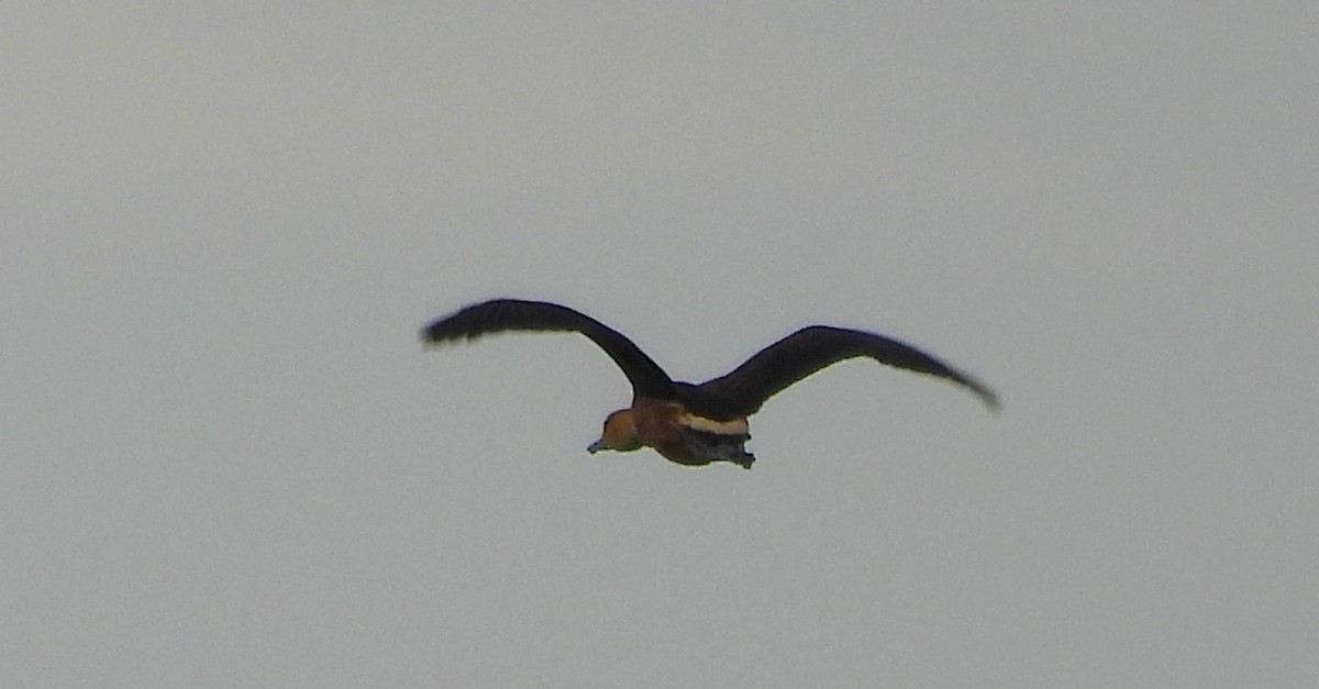 Fulvous Whistling-Duck - ML639209428