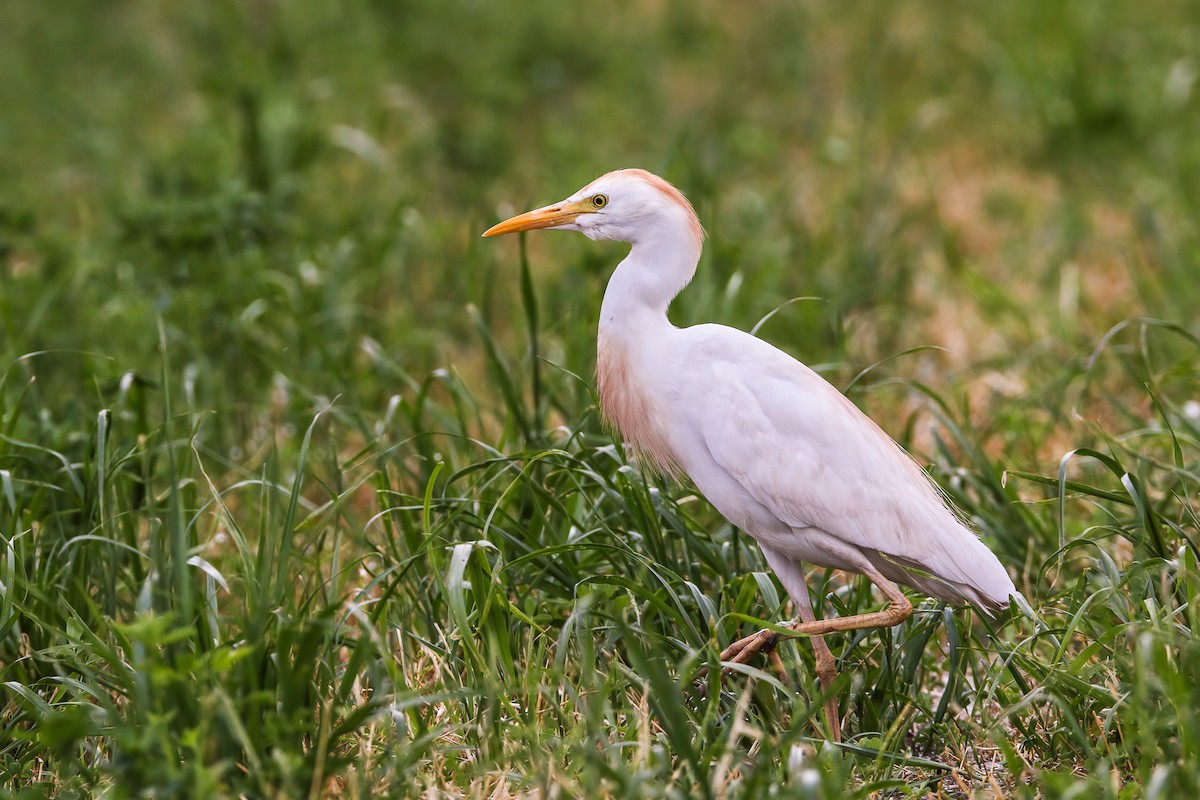 Western Cattle-Egret - ML639209456