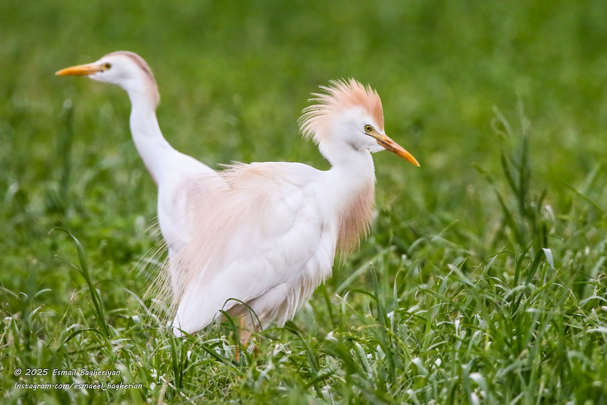 Western Cattle-Egret - ML639209457