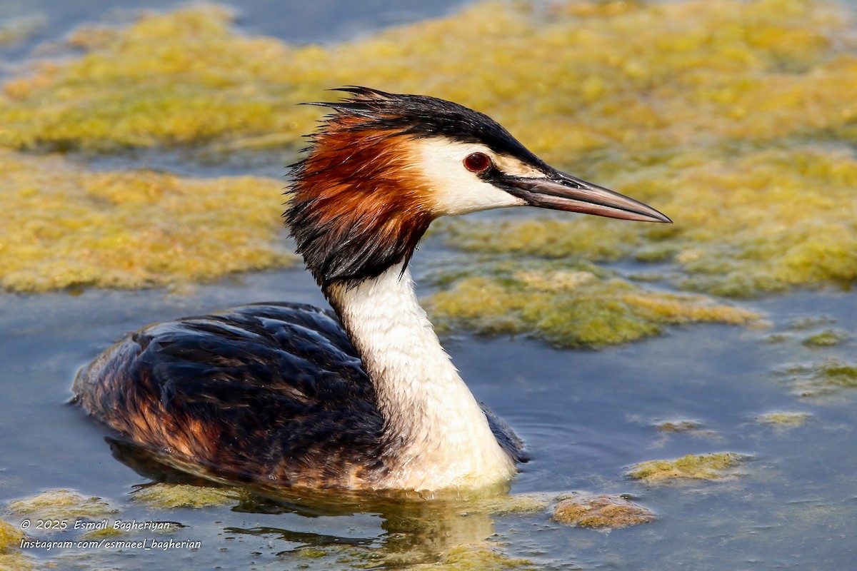 Great Crested Grebe - ML639209481