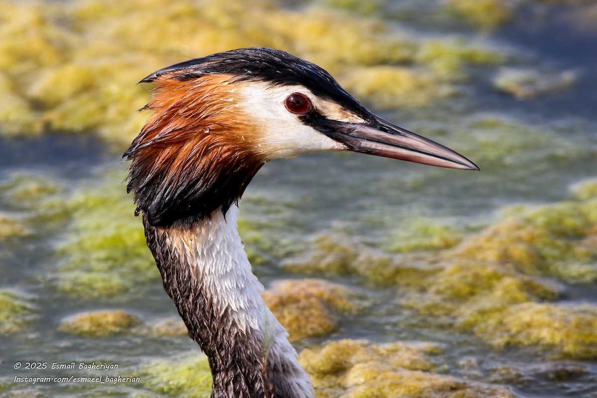Great Crested Grebe - ML639209482