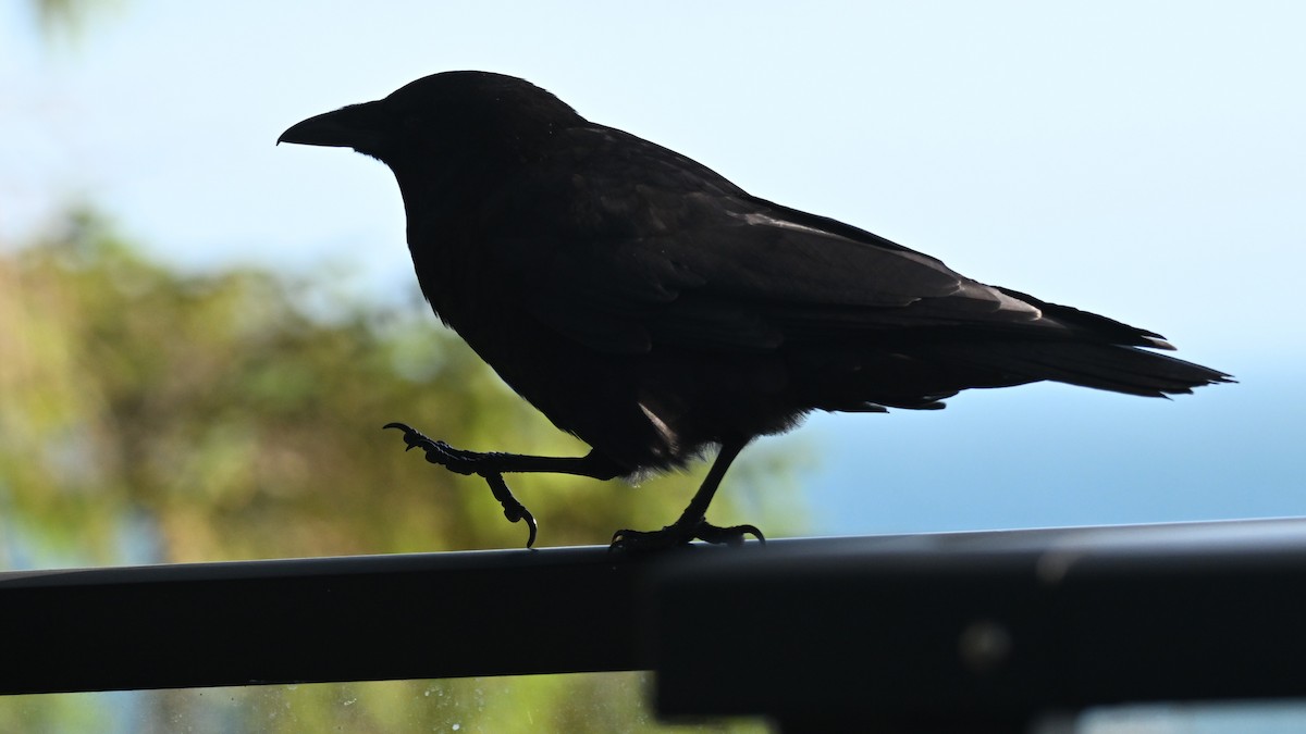 American Crow - ML639209495