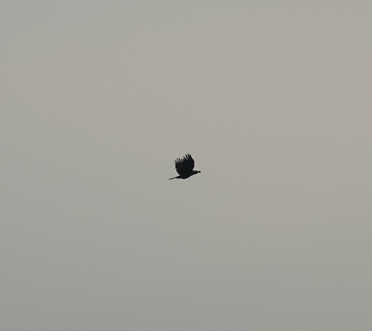 crow sp. - ML639209560