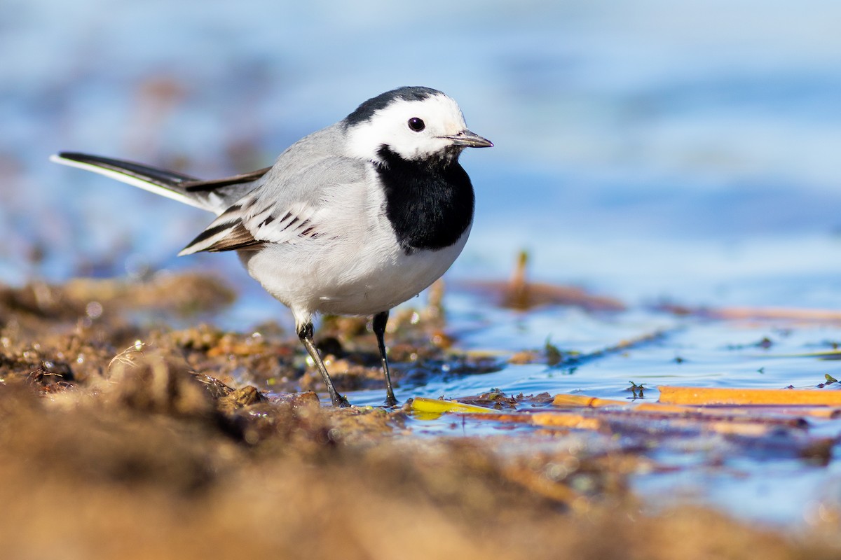 White Wagtail - ML639209633
