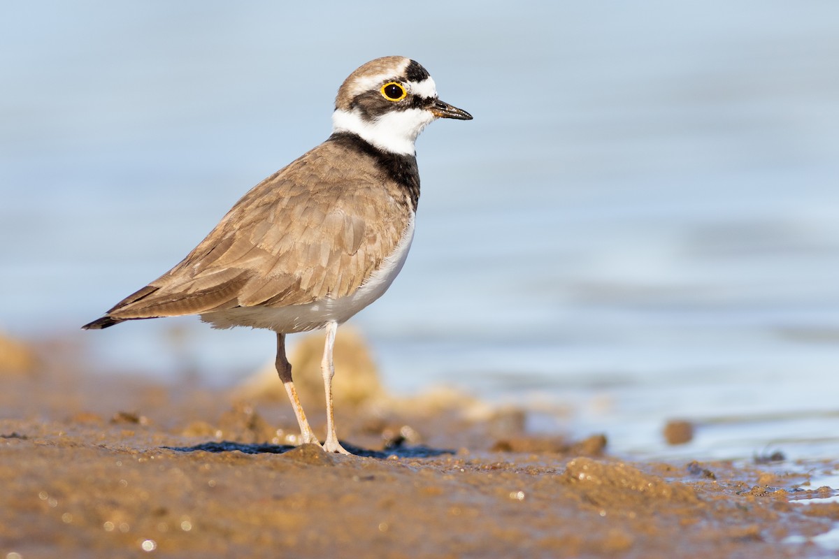 Little Ringed Plover - ML639209638