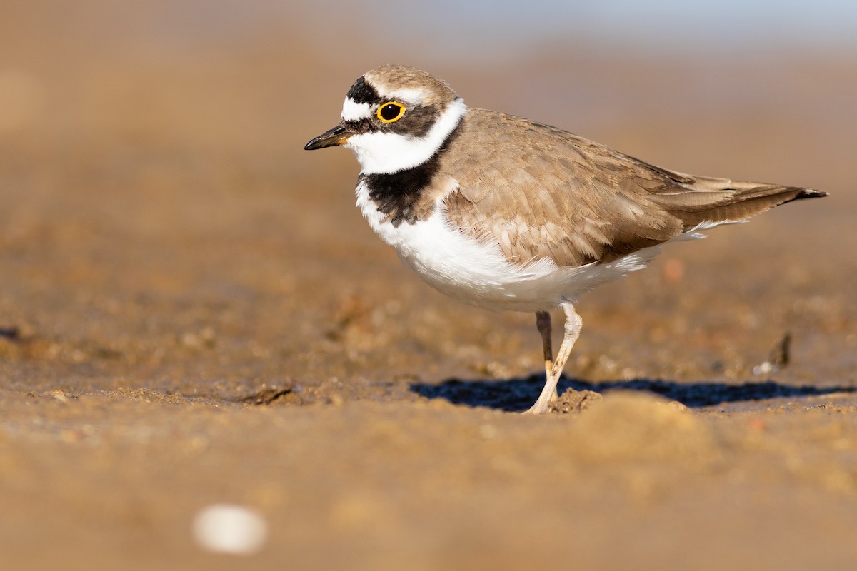 Little Ringed Plover - ML639209639