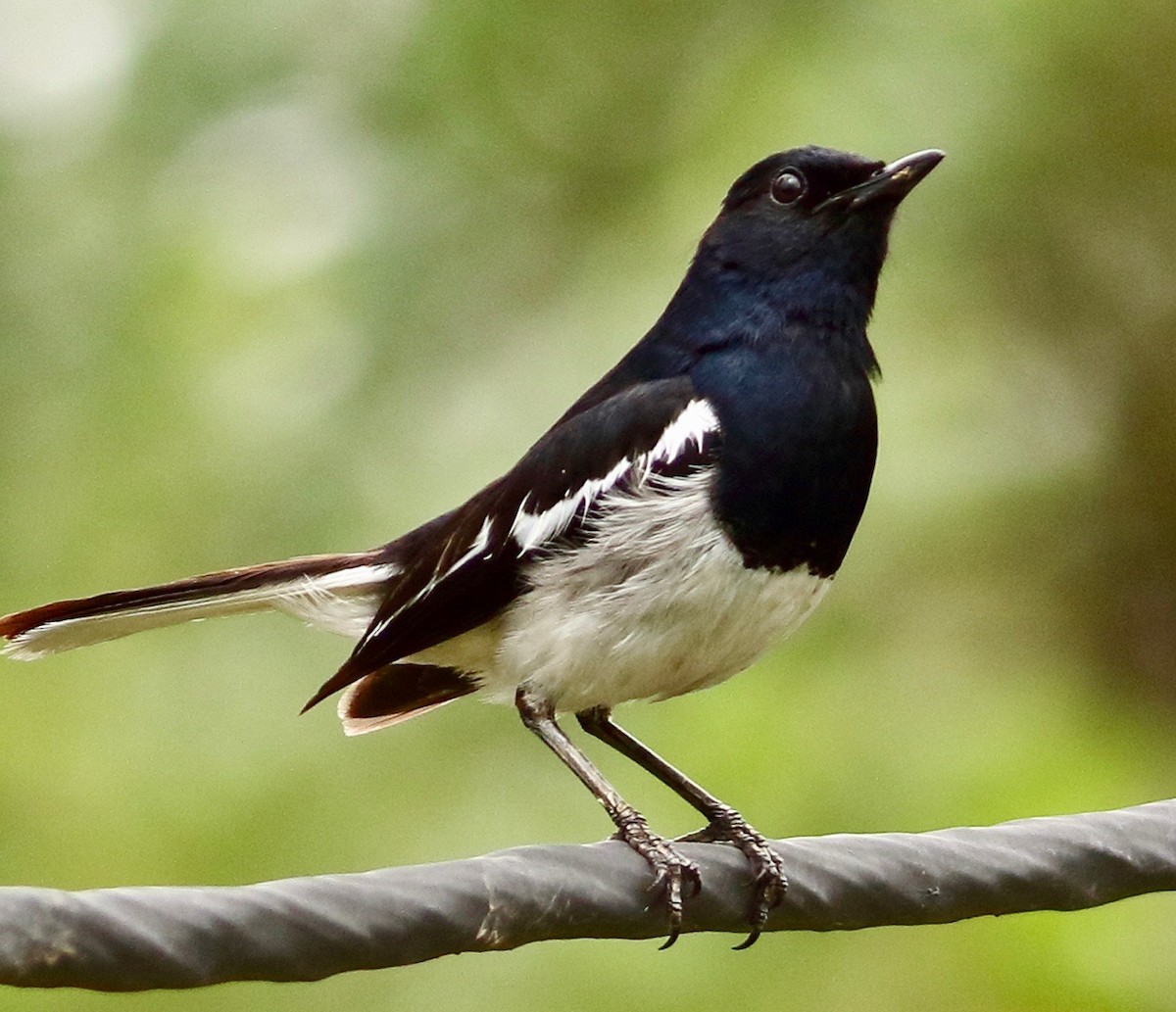Oriental Magpie-Robin - ML639209717