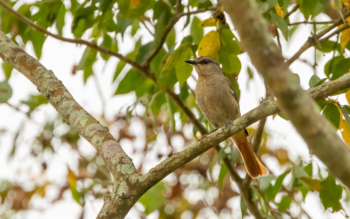Rufous-tailed Palm-Thrush - ML639209770