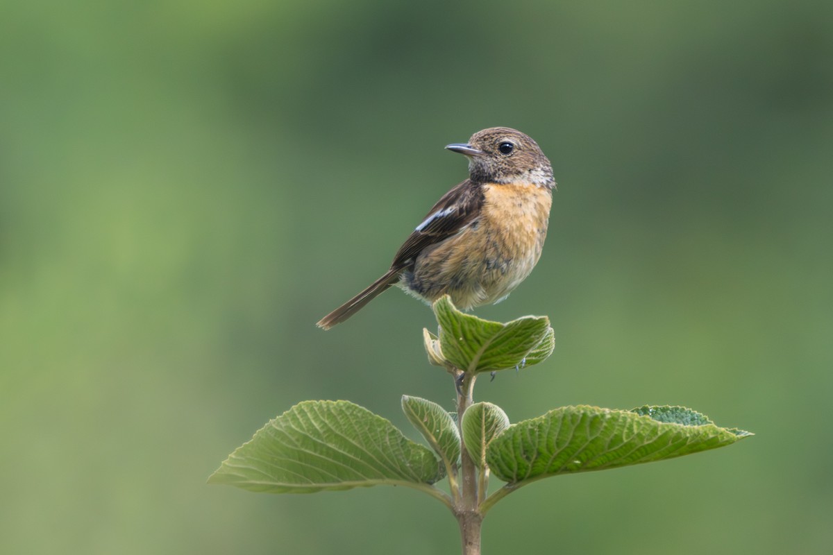 European Stonechat - ML639209860