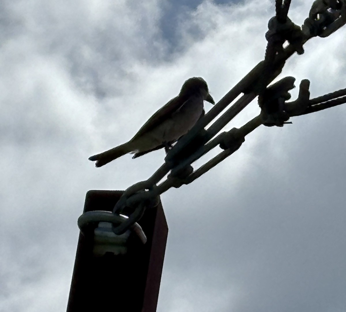 Gray Kingbird - ML639209895