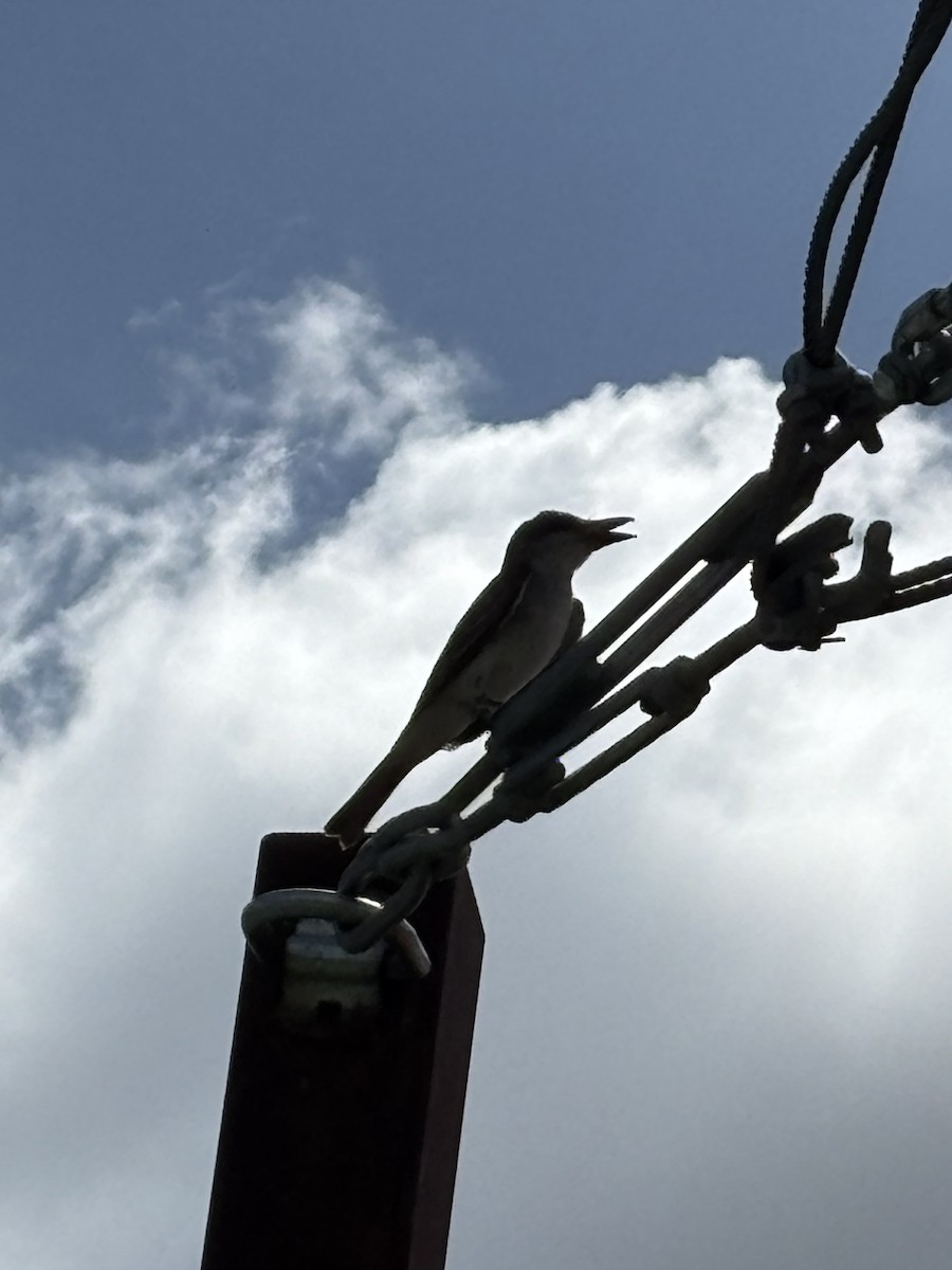 Gray Kingbird - ML639209896