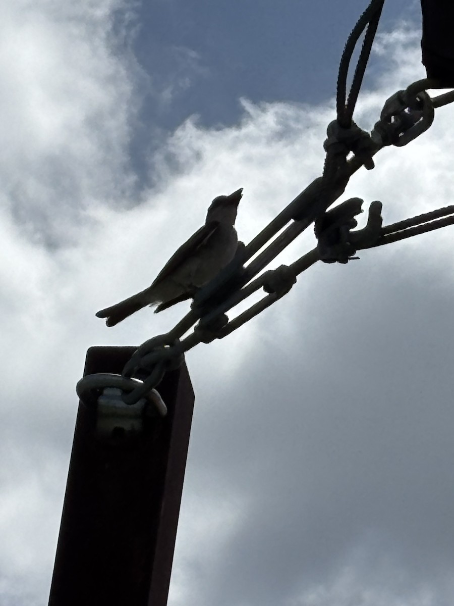 Gray Kingbird - ML639209897