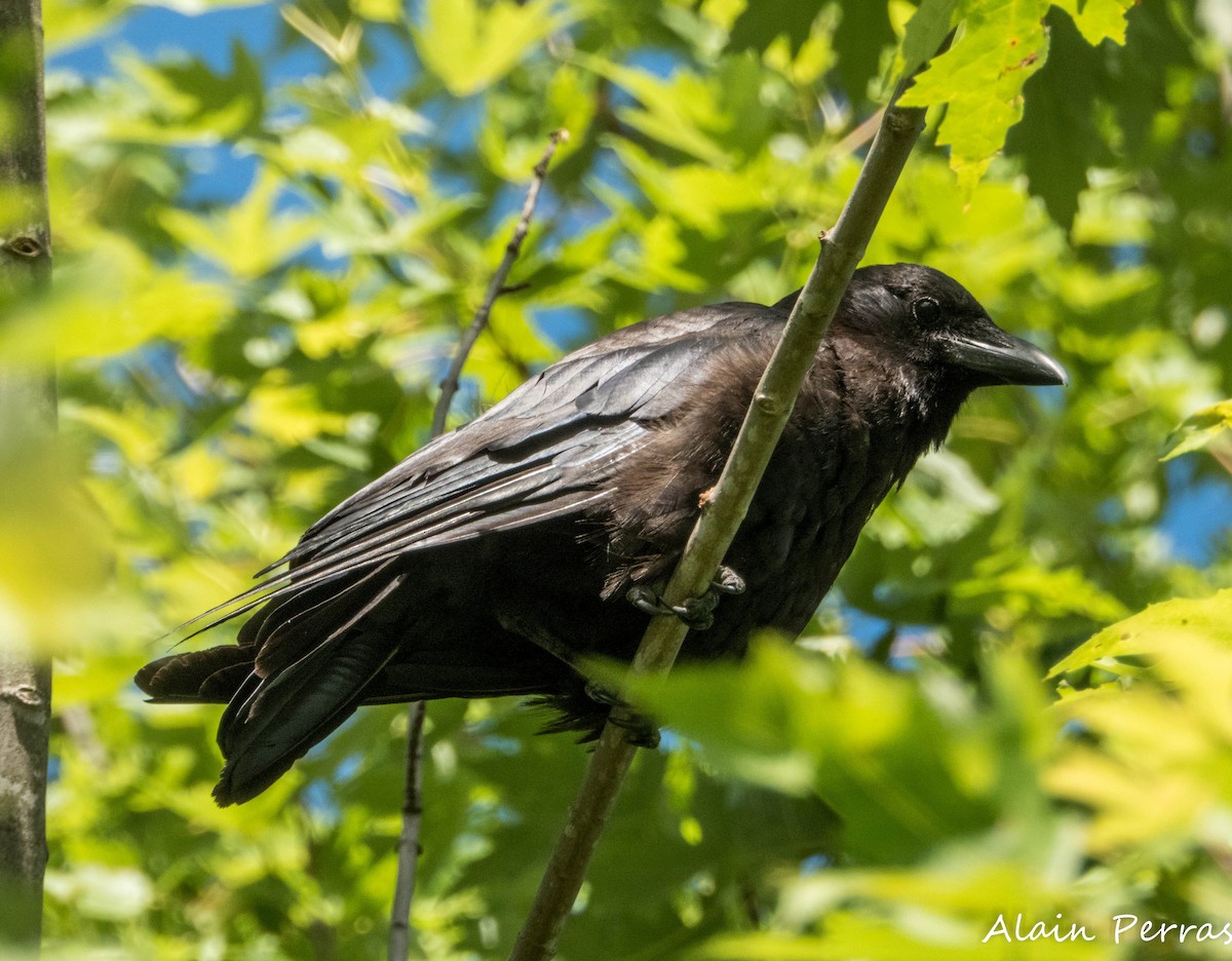 American Crow - ML639210004