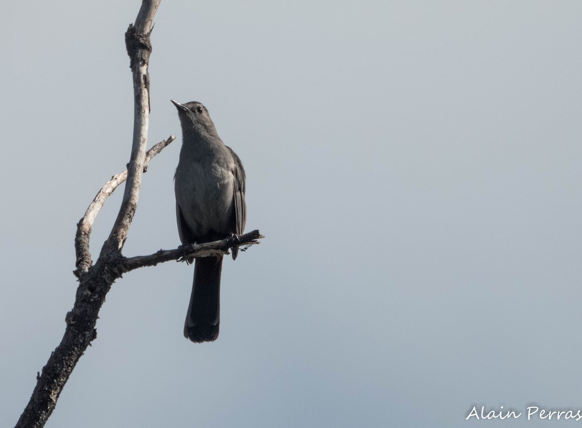 Gray Catbird - ML639210011