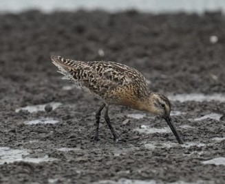 短嘴半蹼鷸 - ML639210050