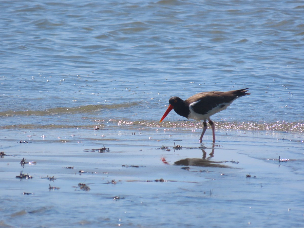 American Oystercatcher - ML639210107