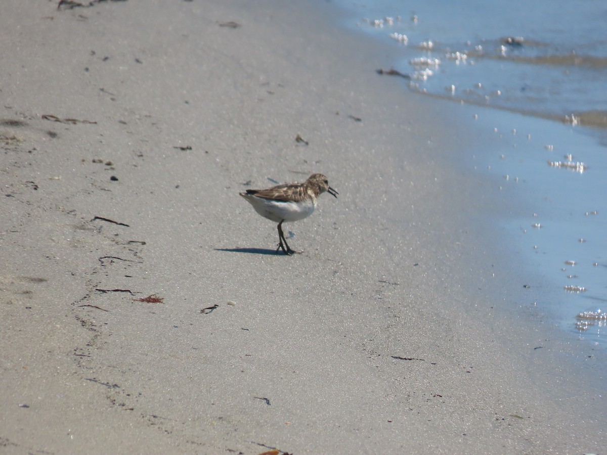 Least Sandpiper - ML639210131