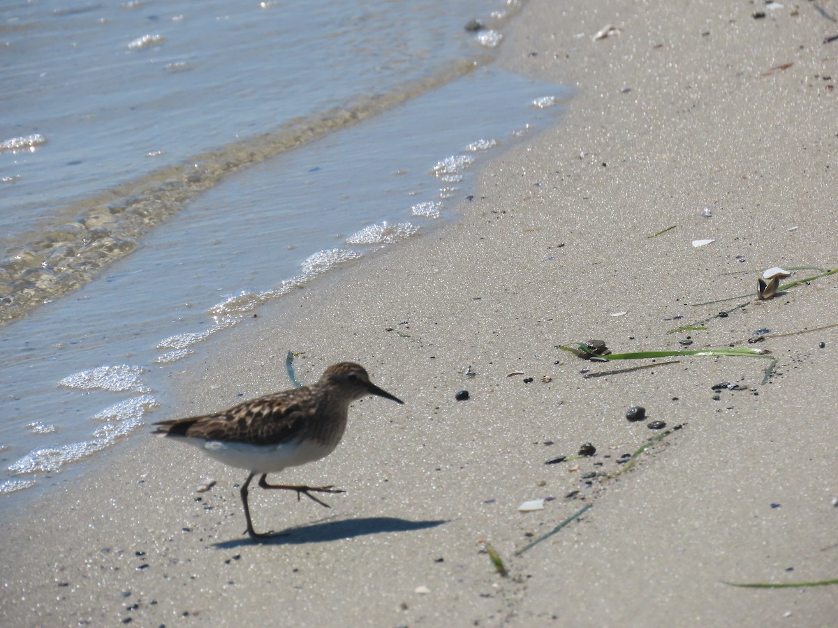 Least Sandpiper - ML639210132