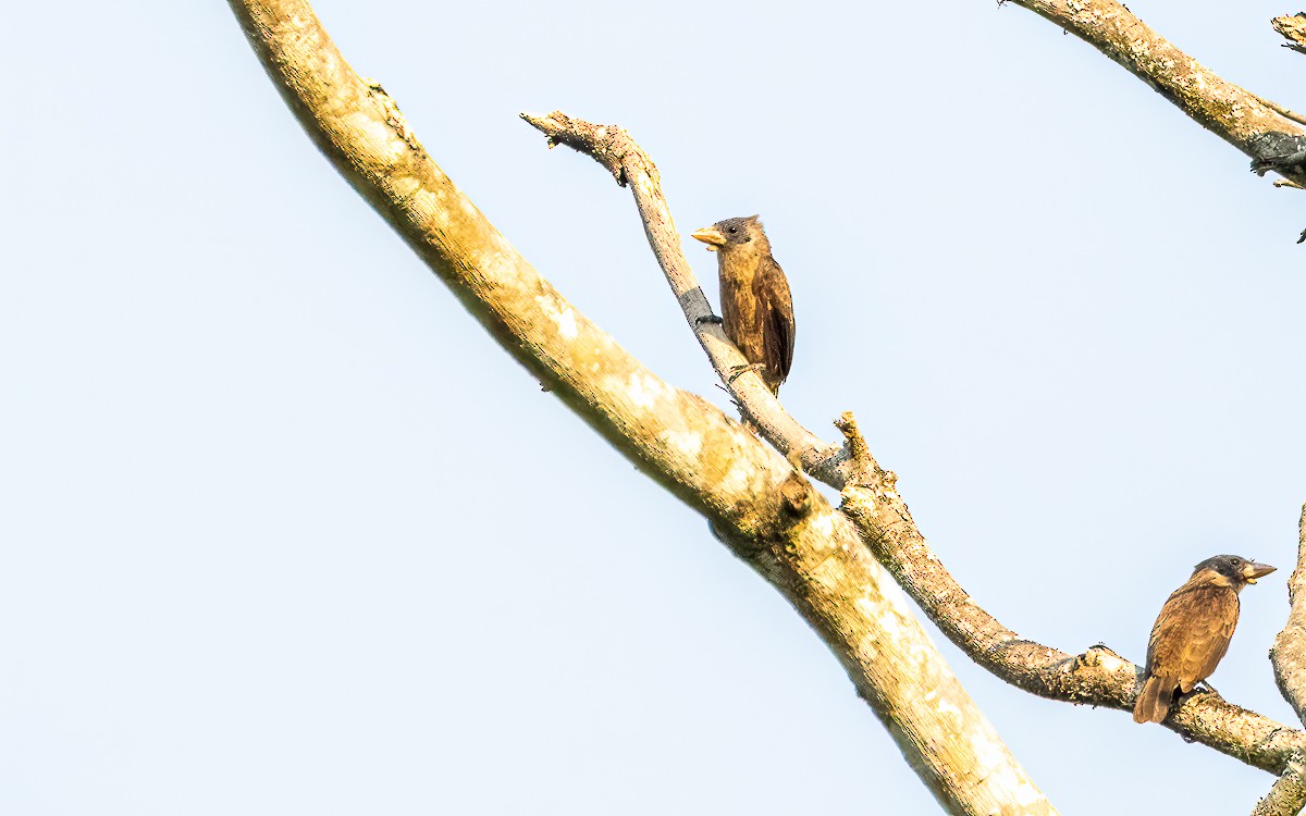 Naked-faced Barbet - ML639210135