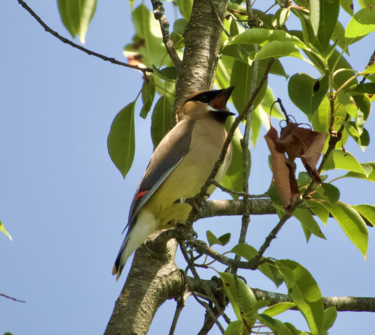 Cedar Waxwing - ML639210426