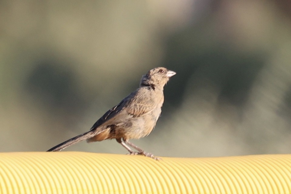 Abert's Towhee - ML639210435