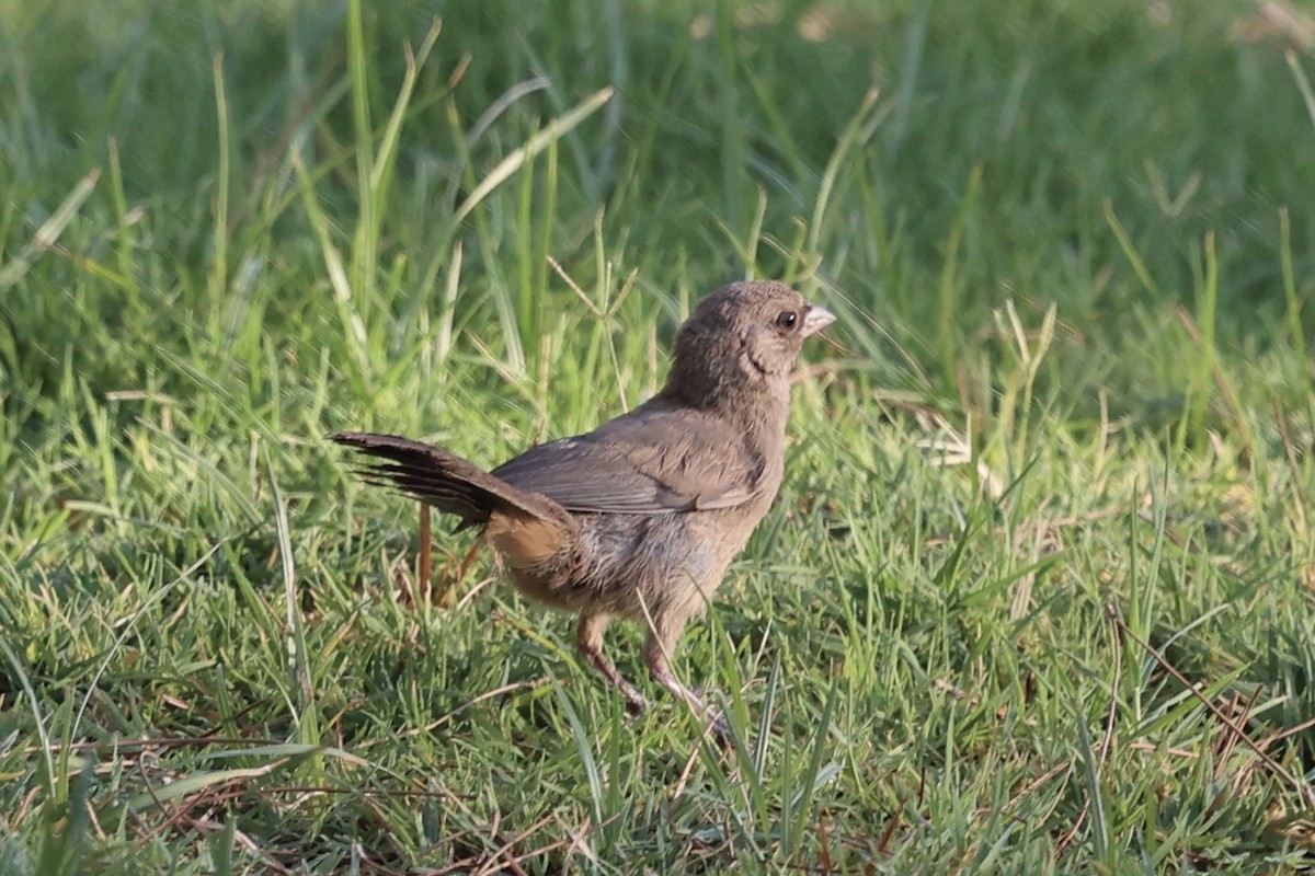 Abert's Towhee - ML639210436