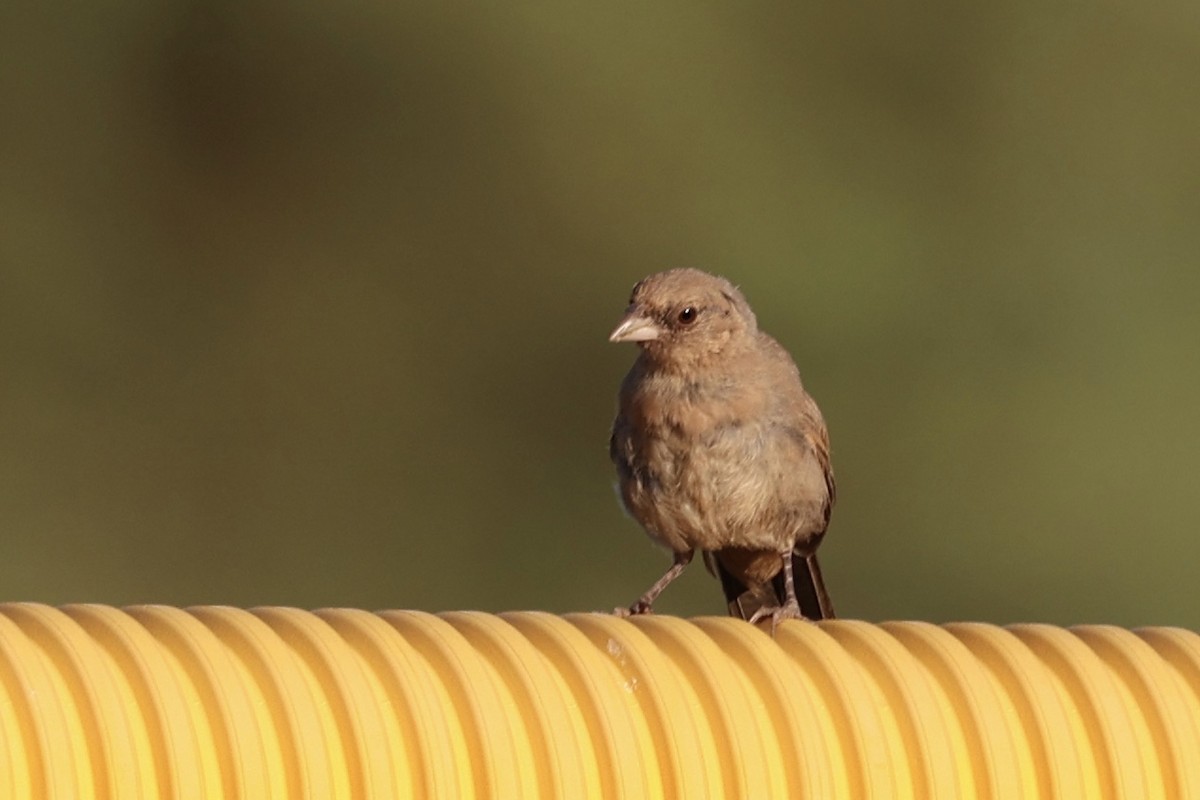Abert's Towhee - ML639210437