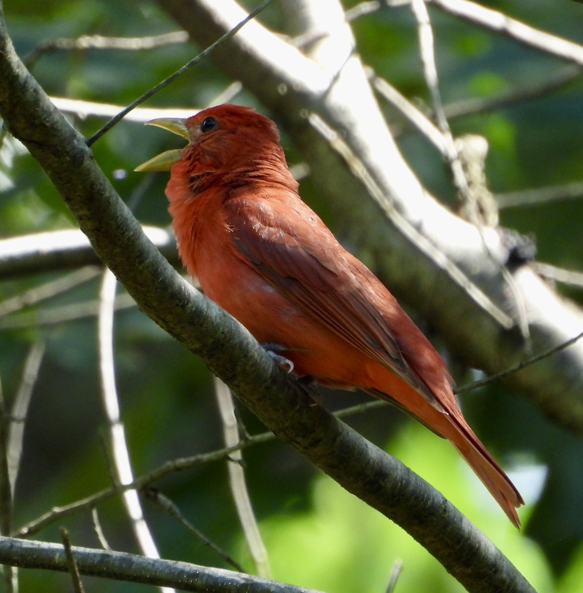 Summer Tanager - ML639210488