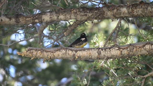 Williamson's Sapsucker - ML639210498
