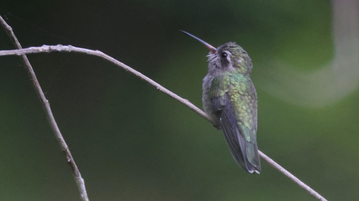 Turquoise-crowned Hummingbird - ML639210672