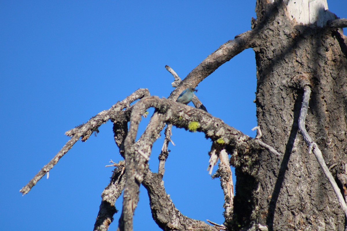 Mountain Bluebird - ML639210708