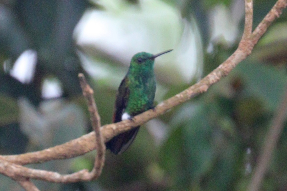 Copper-tailed Hummingbird - ML639210709