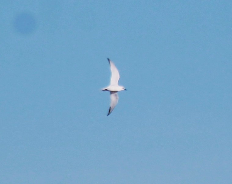 Gull-billed Tern - ML639210718