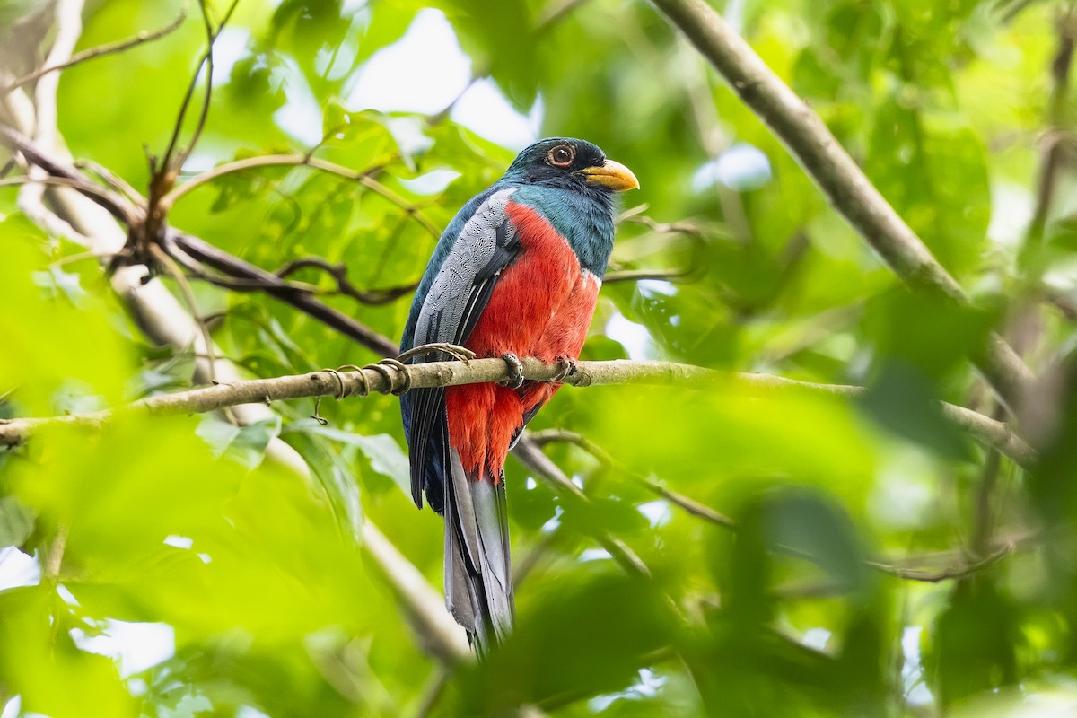 Black-tailed Trogon (Large-tailed) - ML639210725
