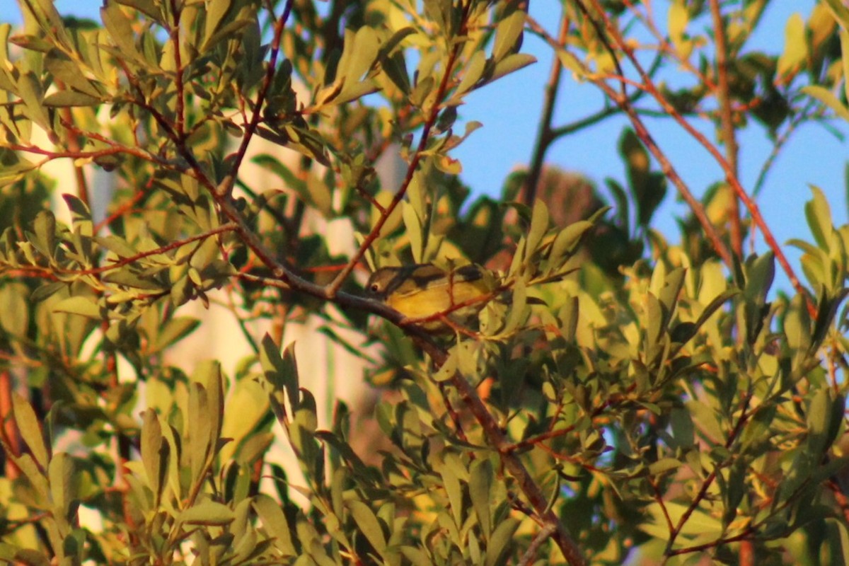 Nashville Warbler - ML639210735