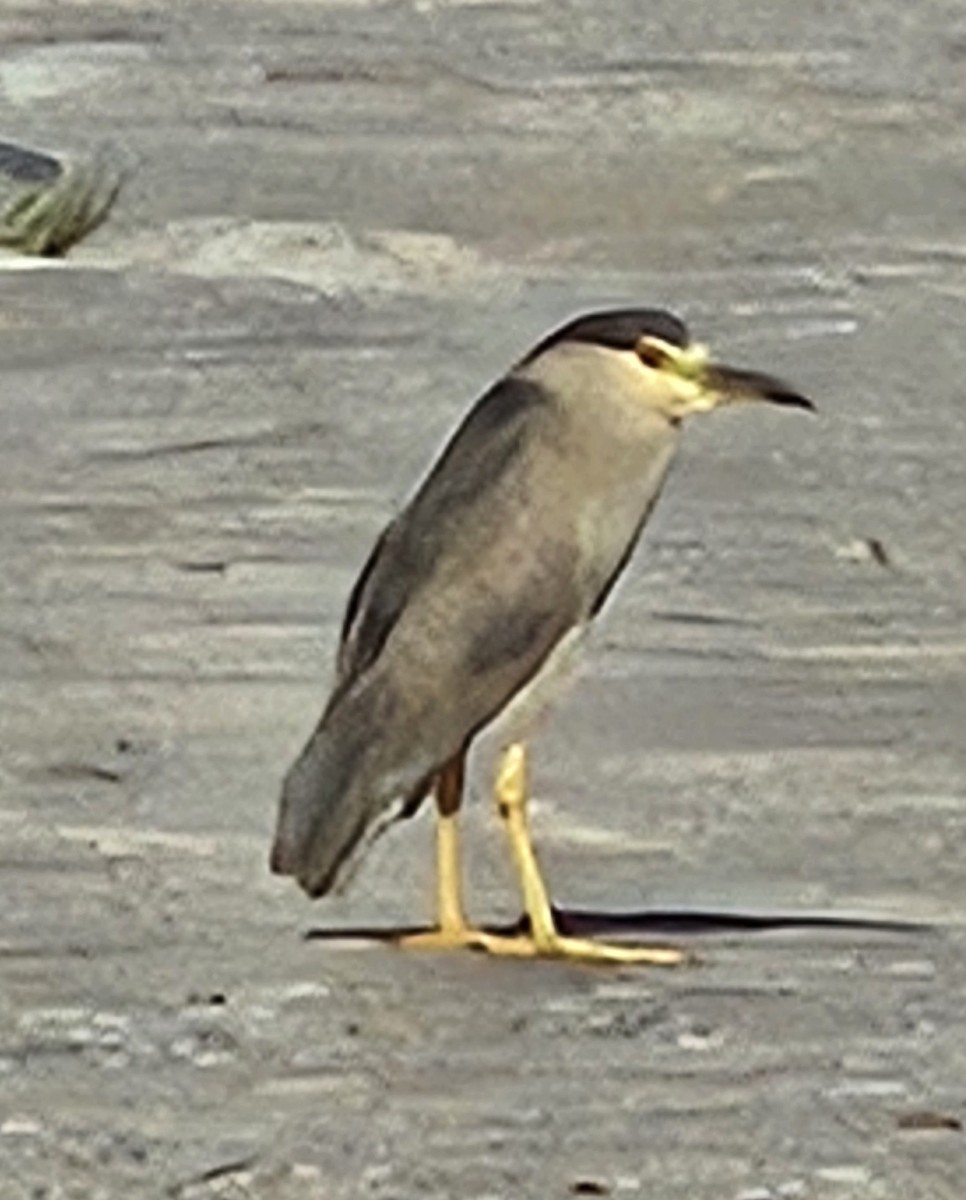 אנפת לילה - ML639210858