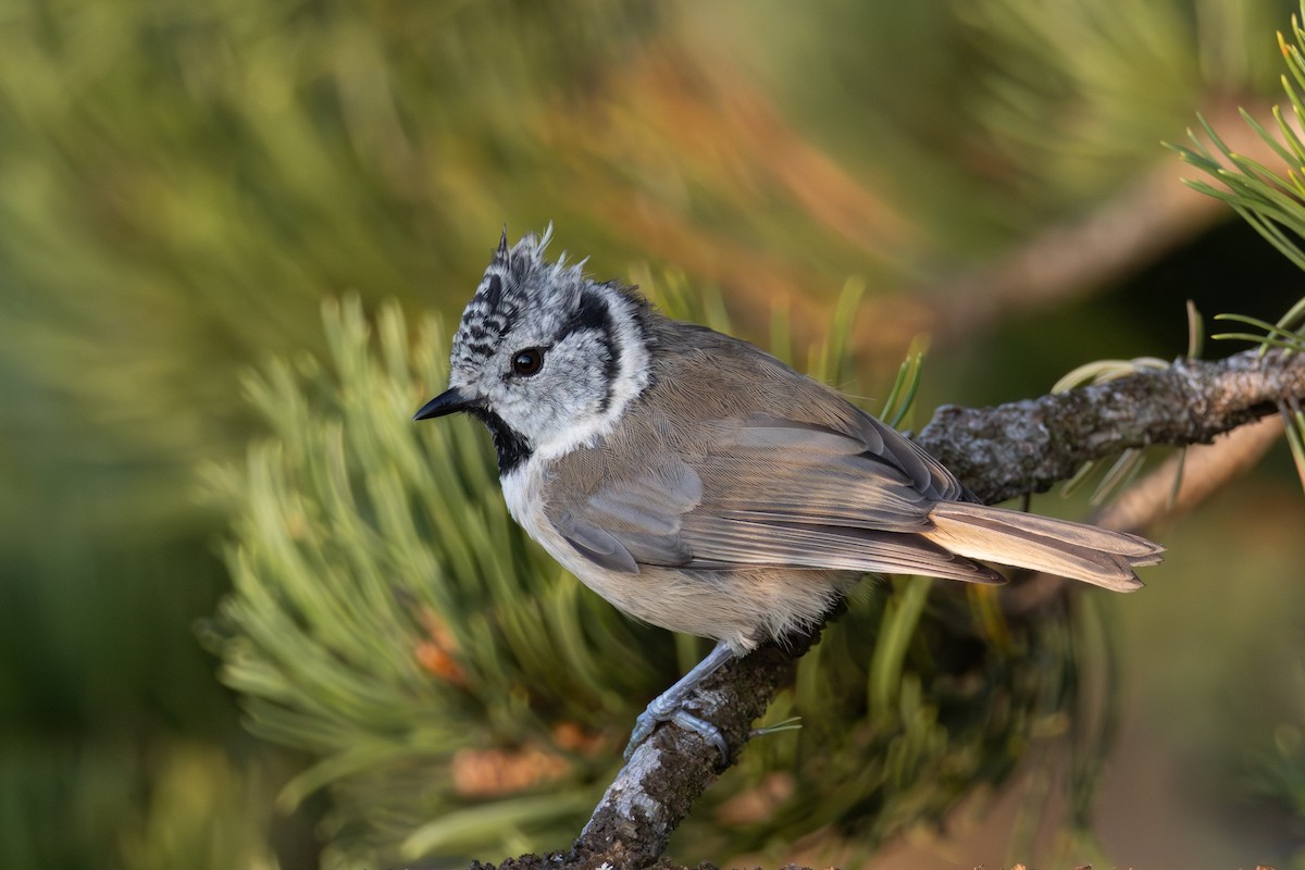 Crested Tit - ML639210946