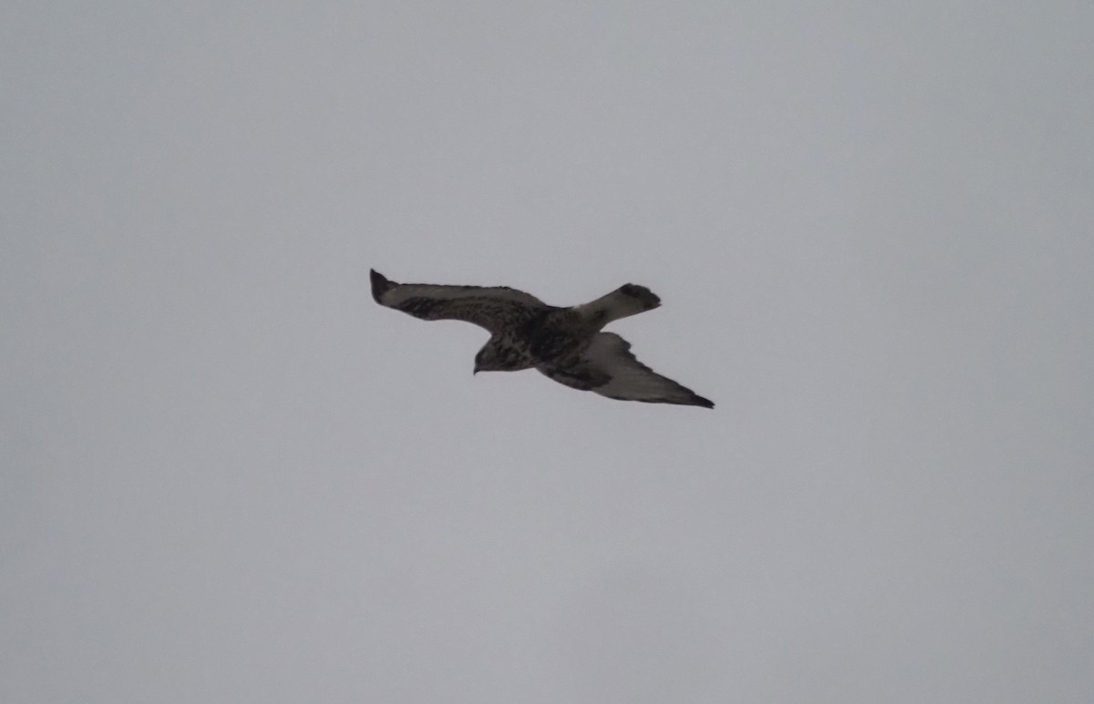 Rough-legged Hawk - ML639210965