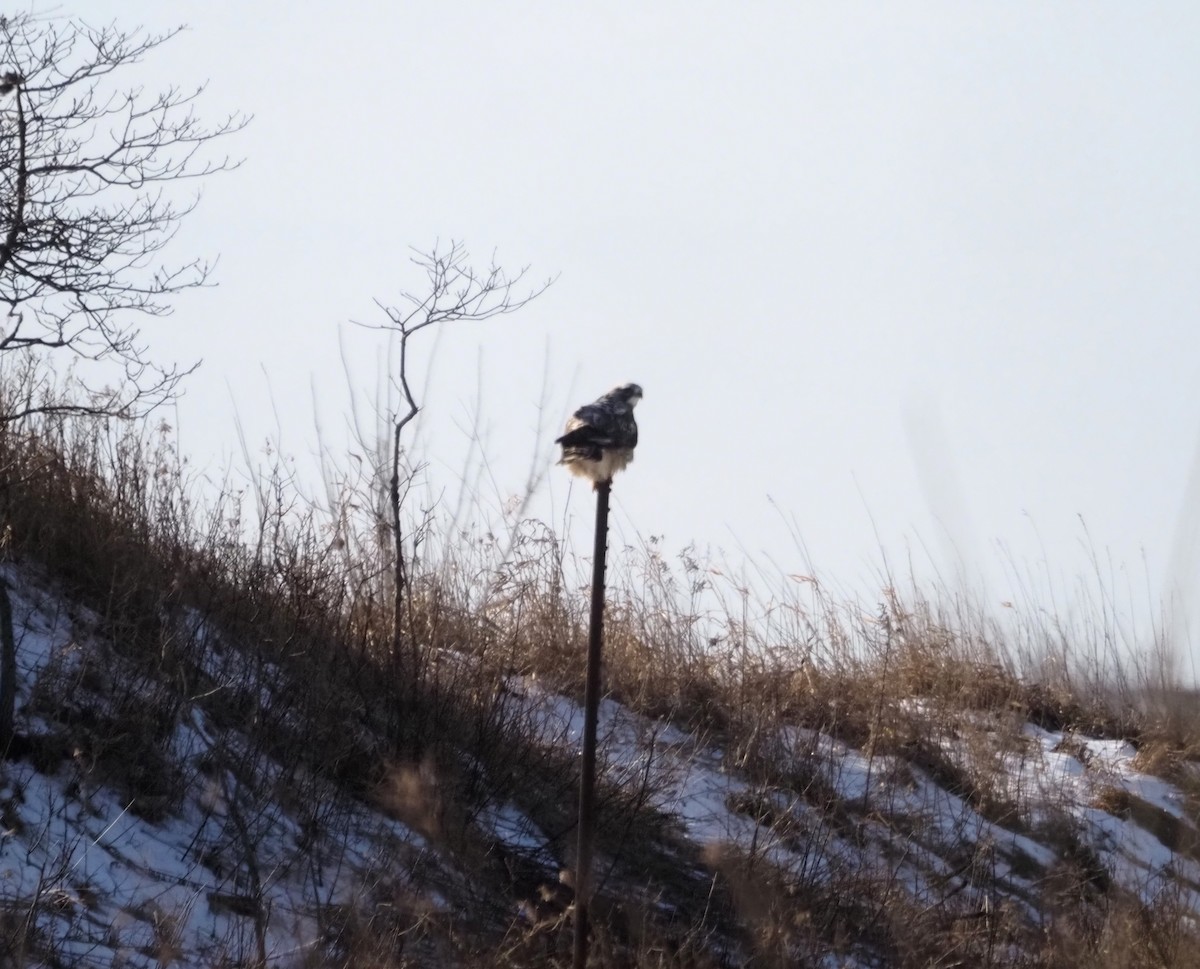 Rough-legged Hawk - ML639210967