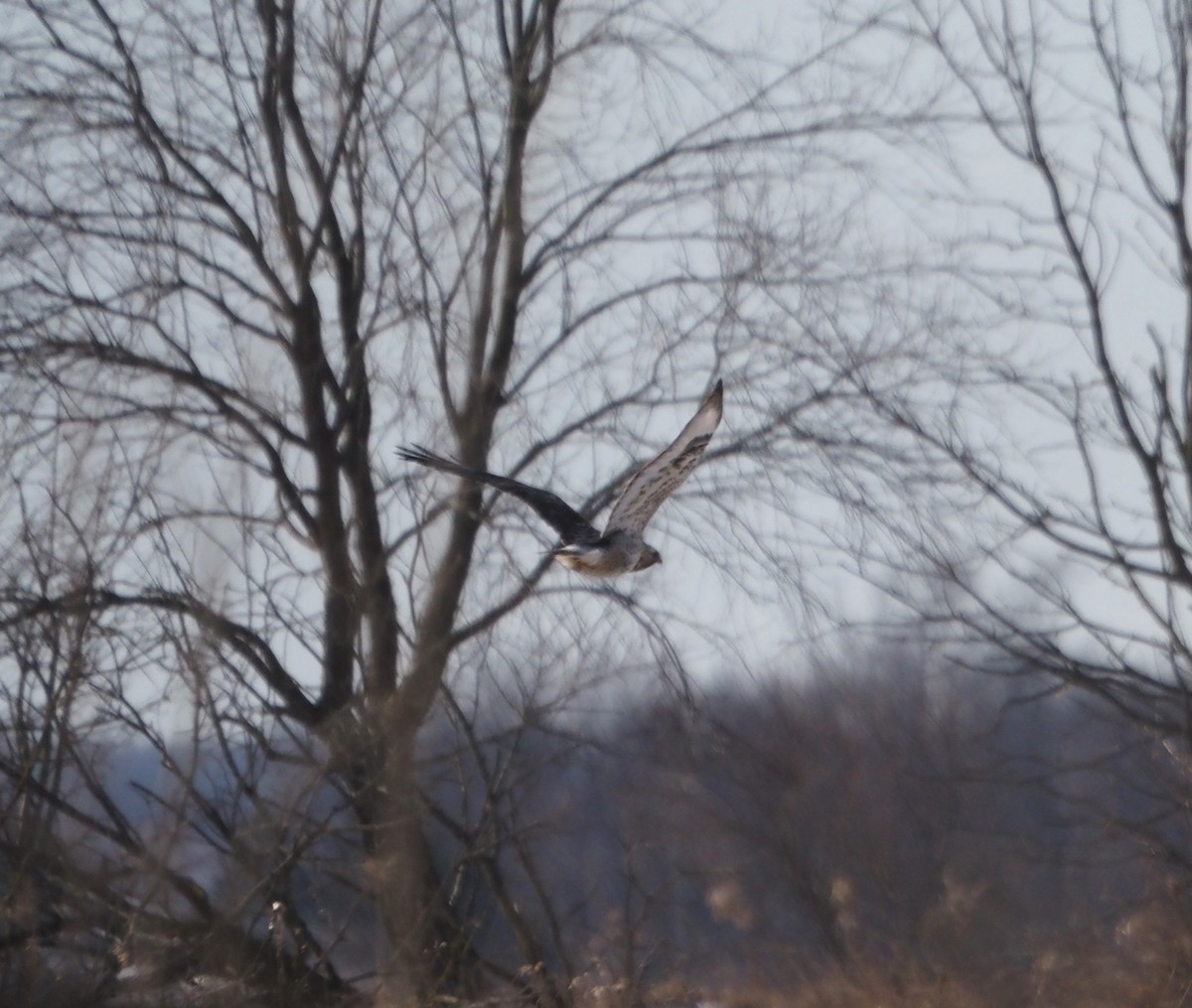 Rough-legged Hawk - ML639210969