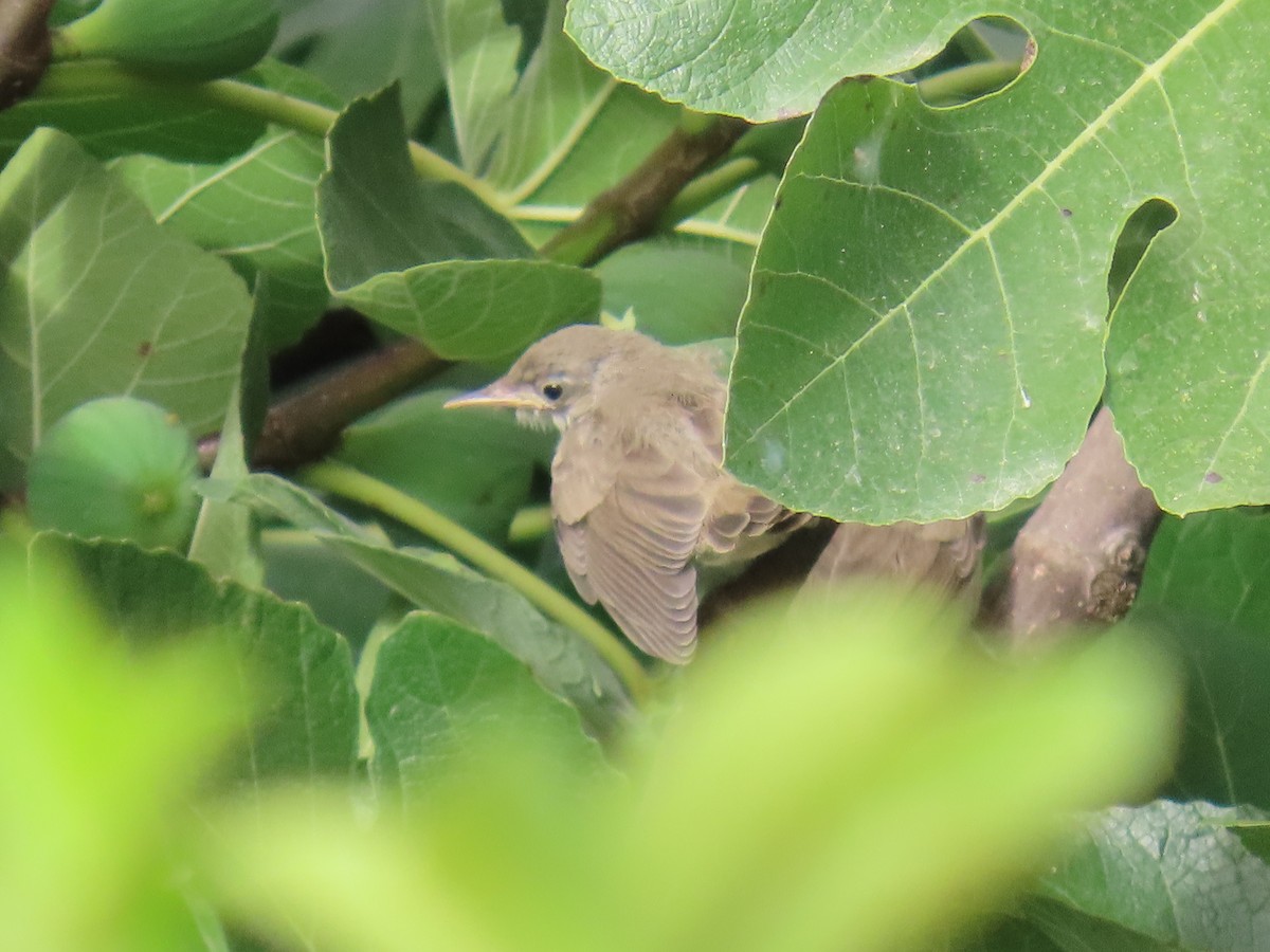 Western Olivaceous Warbler - ML639211011