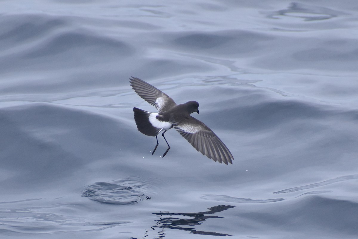 Pincoya Storm-Petrel - ML639211228