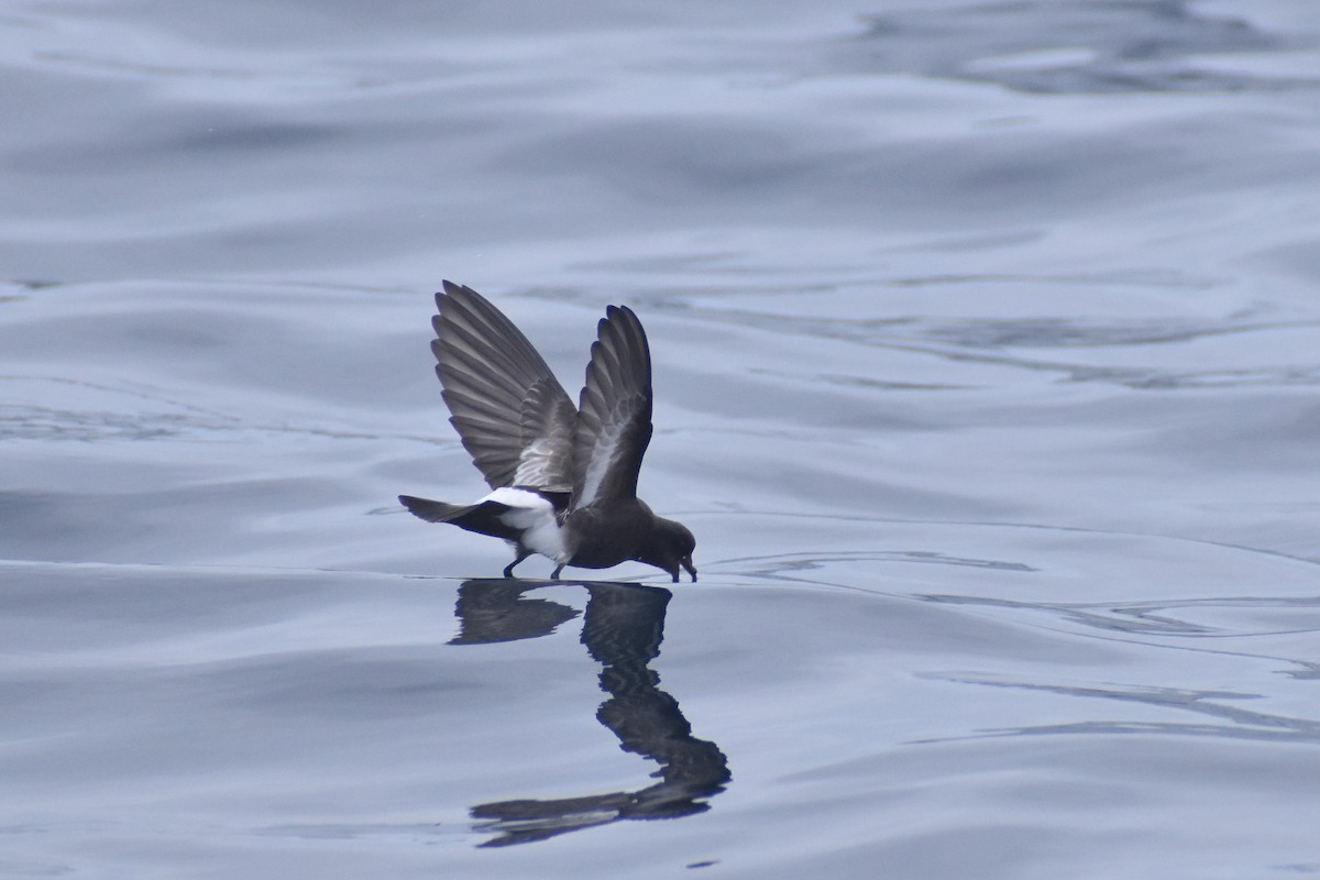 Pincoya Storm-Petrel - ML639211251
